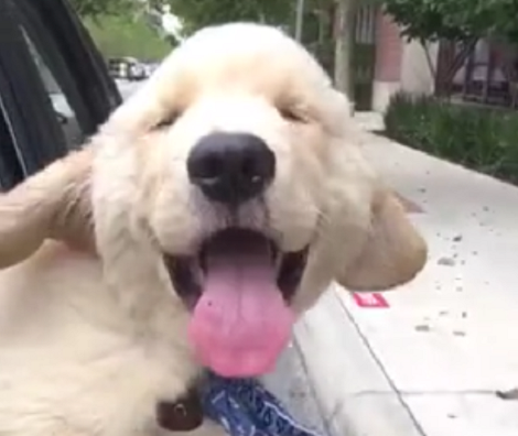When You See This Golden Retriever Pup's Happy Face, You're Going To Be So Happy!