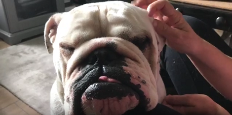 This Adorable Pup's Stories Are Going To Brighten Your Day, For Sure!