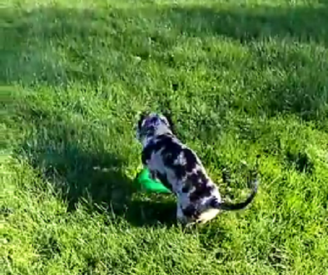 Watch How This Adorable Pup Tries To Dig Through A Frisbee! Aww!!