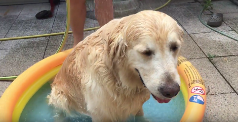 Senior Golden Retriever Is Taking A Bath, But When You See How? Adorable!