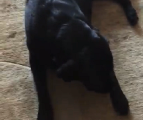 Watch How This Adorable Pup Chews Her Delicious Bone With Passion!