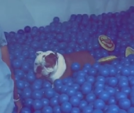 This Adorable Pup Was Being Such A Good Boy He Ended Up Going To The Ball Pit!