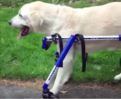 This Adorable Pup's First Steps In A Dog Wheelchair Will Warm Your Heart!