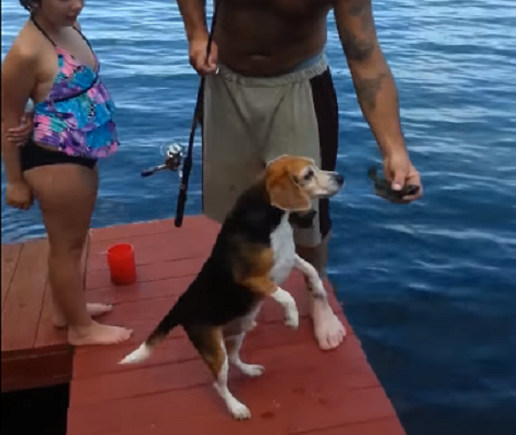 When You See What This Adorable Beagle Pup Wants To Play With? LOL!