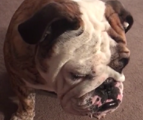It's Bedtime For This Little Pup, But When Daddy Tells Him To Sleep? Aww!!
