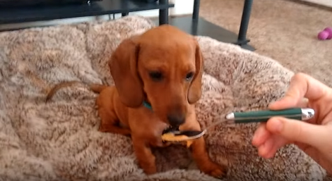 This Adorable Dachshund Pup Is About To Taste Peanut Butter. How He Reacts? LOL