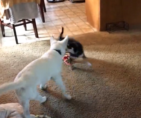 Don't Shop, Adopt Instead. This Is A Perfect Video For Those Who Believe!