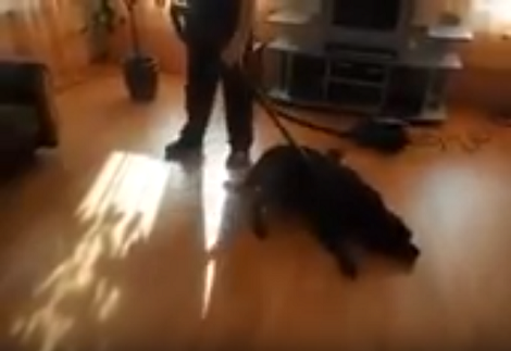 This Smart Pup Has Come Up With A New Way To Groom Himself!
