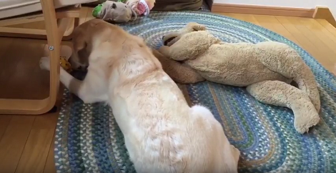Adorable Pup Has The Time Of His Life Playing With His Favorite Ball!
