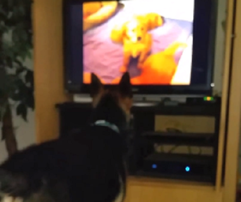 Watch How This Pup Reacts After Seeing Puppies On TV!