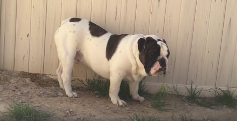What's It Like Having To Share Your Life With An English Bulldog? Check This Out!