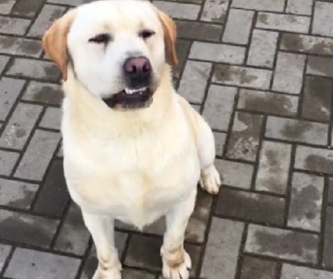 This Adorable Pup Has Learned To Bite His Lips At The Sight Of A Stick!