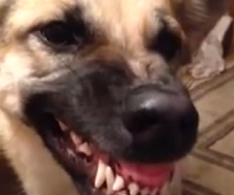 Adorable Pup Tries To Howl - Ends Up Smiling Instead!