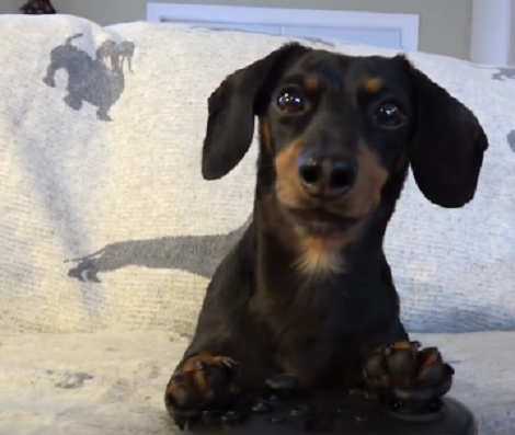 Is This Pup About To Play A Video Game?! I Can't Believe My Eyes!