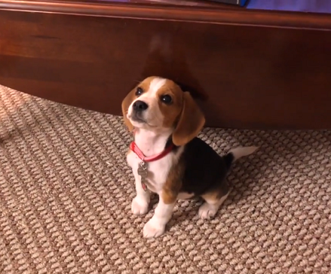 This Adorable Pup is About To Take A Bath, You Don't Want To Miss It!