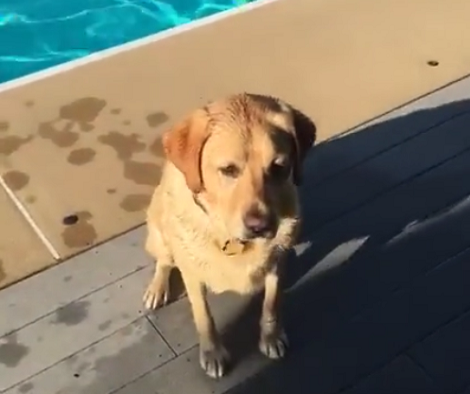 This Pup's Epic Pool Time Routine Is Not Something To Be Missed!