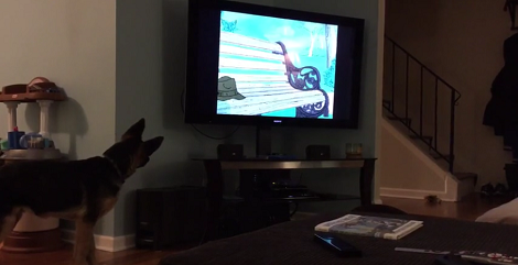 They Saw Their German Shepherd Watching TV. What He Does Seconds Later? Aww!!