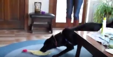 Watch How This Adorable Pup Howls At His Squeaky Rubber Chicken!