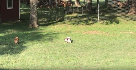 These Pups Are Having The Time Of Their Lives, But Then A Plastic Bag Appears!