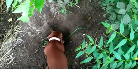 This Pup Has Decided He'd Spend The Whole Day Digging In The Garden!
