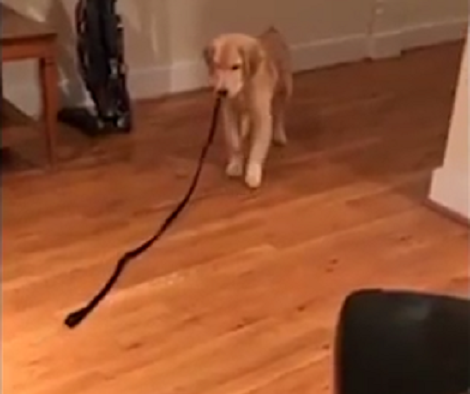 This Adorable Pup Doesn't Like To Be Followed By His Leash!