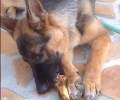 Their German Shepherd Pup Was Very Quiet One Afternoon. What He Was Doing? Aww!
