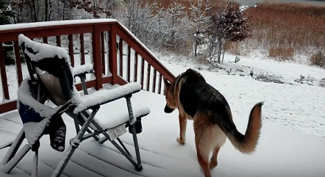 This Adorable Pup Experiences Snow For The First Time And His Reaction Is Epic!