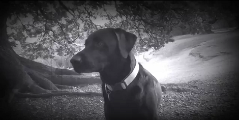 This Pup Starred In One Of The Spookiest Halloween Videos Ever! Check This Out!