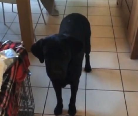 Watch How This Adorable Pup Catches Her Treat! But How She Does It!