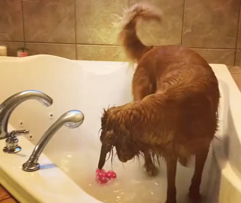 Watch How This Adorable Pup Tries To Dig A Hole In The Bathtub!