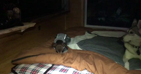 This Adorable Pup Loves Bouncing On Fluffy Sleeping Bags!