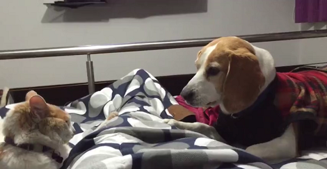 When You See What This Beagle And Cat Are About To Do? That's The Magic Of Siblings!