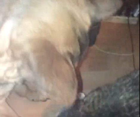 Wait Till You See How These Adorable Friends Spend Time With Each Other!