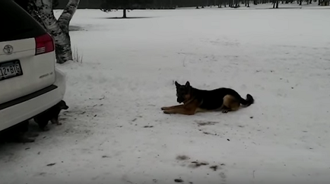 Watch How This Daddy Keeps His Adorable Pups Occupied The Whole Time!
