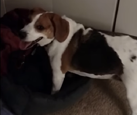 Sneaky Pup Attempts To Hide His Rawhide Bone And It's Hilarious!