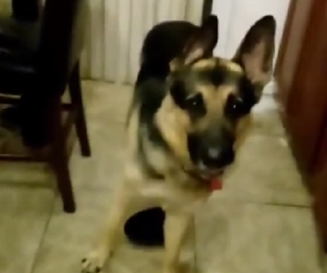 This Video Is Proof That Dogs Are The Most Friendliest Of All Souls On The Planet!