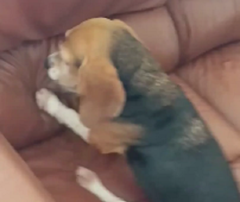 Watch How This Adorable Pup Tries To Bury Her Bone!