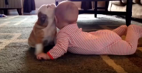The Love This Pup Has His Baby Sibling Is Going To Warm Your Heart!