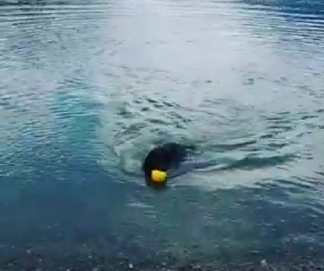 This Adorable Pup Is Such A Boss At Fetching You're Going To Love This!