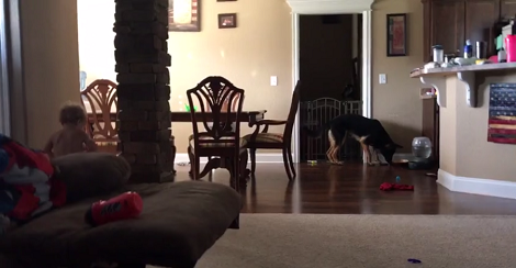 Watch How This Adorable Pup Plays Tag With His Baby Sibling! Aww!!