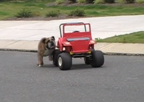 Adorable Pup Rides Kid's Jeep Toy Car Through The Neighborhood!