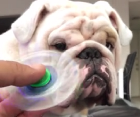 Adorable Pup's Reaction To The Fidget Spinner? He's Clearly Not Impressed!