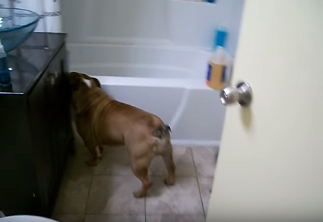 This Pup Just Cannot Wait For Her Bath To Be Ready!