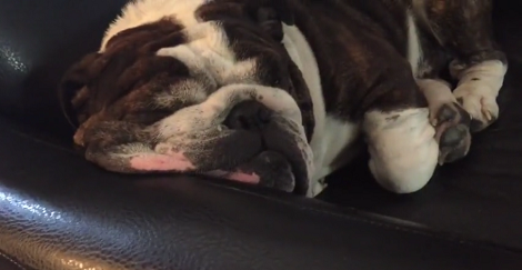 This Fur Ball Was Asleep, But Parents Want Him Awake. What He Does Next? LOL