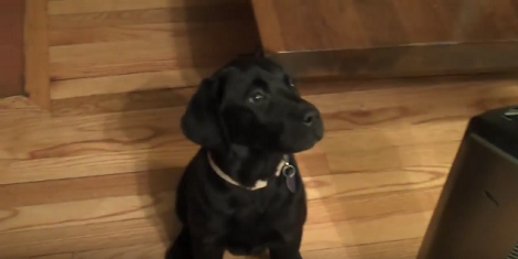 This Adorable Pup Is About To Open Her Christmas Gift - See What She Got!