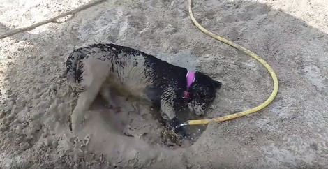 Wait Till You See How This Adorable Pup Decides To Enjoy Her Time In The Sand!