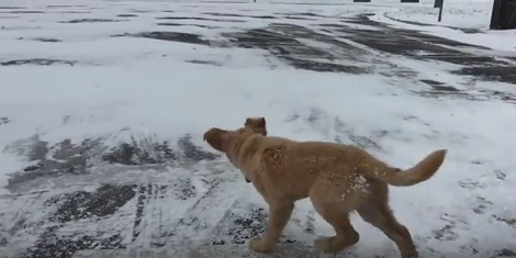 This Adorable Pup's First Time Playing In The Snow Will Warm Your Heart!
