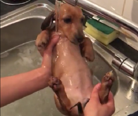 It Was This Dachshund Pup's Bath Time... How It's Done In This House? Adorable!
