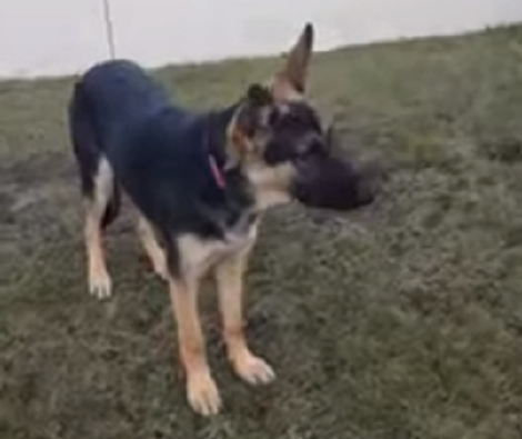 If There's One Thing This Pup Loves To Play It's Her Favorite Ball!