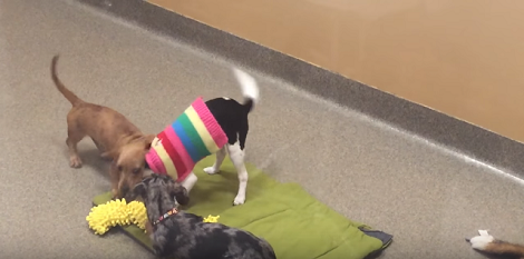 Adorable Puppies Have The Time Of Their Lives Playing With Each Other!